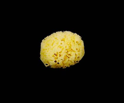 Esponja Natural Nº 14 
Pulse para cerrar la ventana