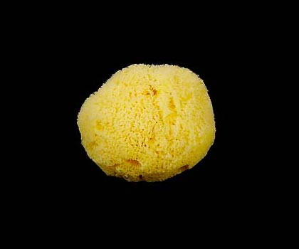 Esponja Natural Nº 16 
Pulse para cerrar la ventana
