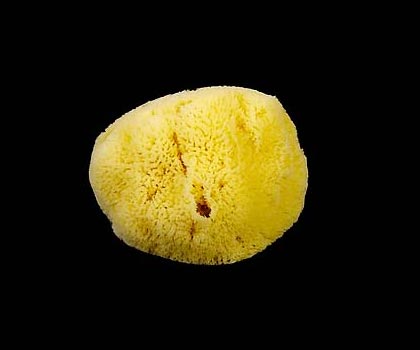 Esponja Natural Nº 18  
Pulse para cerrar la ventana