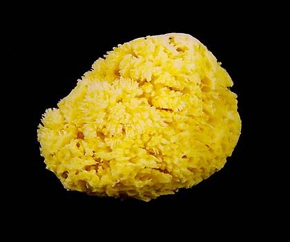 Esponja Natural Nº 20  
Pulse para cerrar la ventana