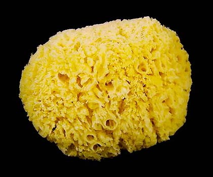 Esponja Natural Nº 22  
Pulse para cerrar la ventana