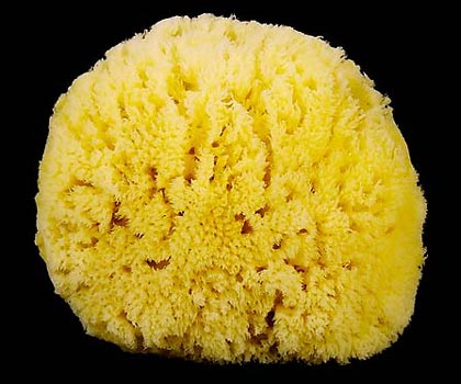 Esponja Natural Nº 24  
Pulse para cerrar la ventana